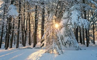 Картинка зима, солнечные лучи, лес, деревья