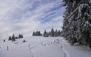 Картинка зима, дорожка, деревья