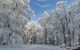 Картинка зима, лес, дорога, деревья