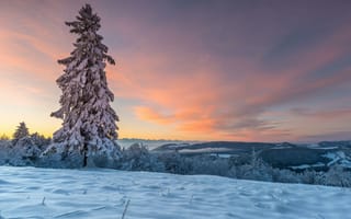 Обои закат, деревья, снег, зима