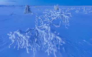 Картинка Швеция, январь, Шведская Лапландия, Лапландия