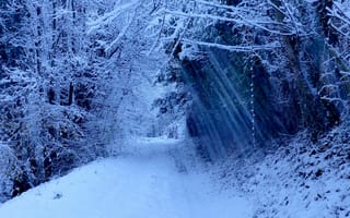 Картинка лес, зима, дорога, деревья