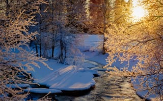 Картинка зима, закат, лес, деревья