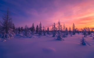 Картинка закат, деревья, зима, снег