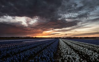 Картинка Lisse-Netherlands, поля, Лиссе, Нидерланды закат