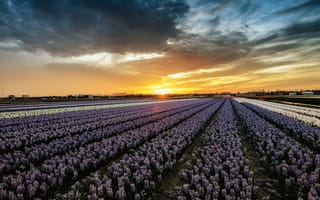 Картинка Lisse-Netherlands, Лиссе, Нидерланды закат, пейзаж, цветы, поля