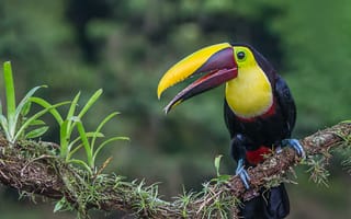 Картинка Тукан, птица, Коста-Рика