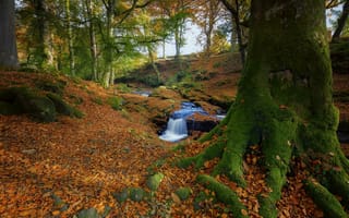Картинка осень, речка, деревья, лес