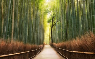 Картинка Киото, Япония, бамбук, утро