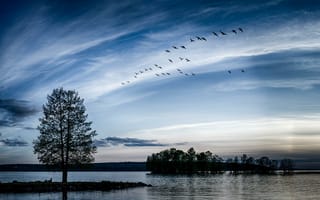 Картинка закат, озеро, деревья, стая птиц