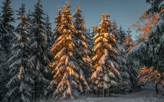 Обои зима, закат, деревья, лес