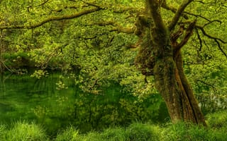 Картинка лес, дерево, водоём, природа