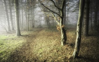 Обои лес, деревья, осень, туман