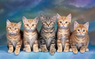 Картинка кошки, коты, котята, животные