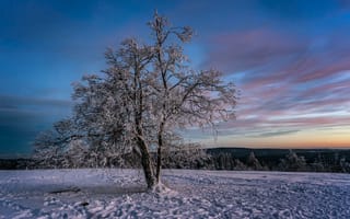 Картинка закат, пейзаж, зима, дерево