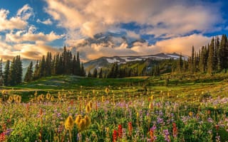 Картинка Национальный парк Маунт-Рейнир, горы, цветы, пейзаж, деревья, поле