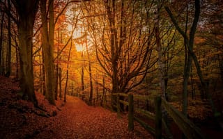 Картинка осень, лес, деревья, дорога