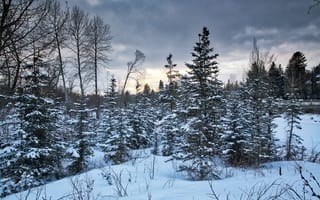 Картинка зима, деревья, закат, Калгари