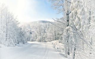 Картинка зима, деревья, дорогалес, пейзаж