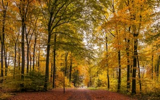 Картинка осень, парк, лес, деревья