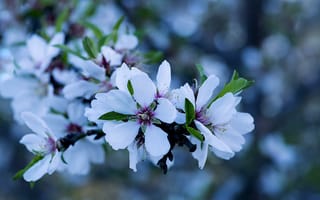 Обои sakura, Cherry Blossoms, цветы, ветка