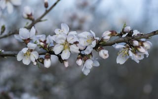 Обои sakura, Cherry Blossoms, ветка, цветы