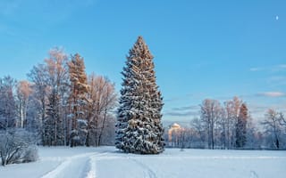 Картинка Санкт-Петербург, Павловский парк, Русская зима