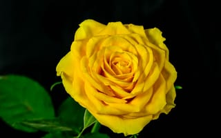 Картинка роза, цветок, флора