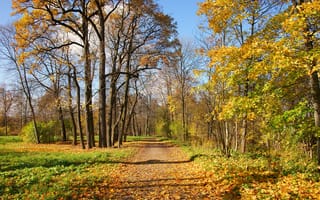 Картинка осень, лес, дорога, деревья
