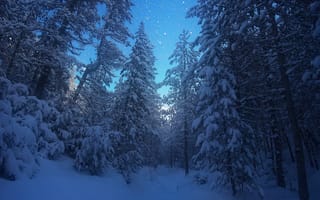 Картинка зима, деревья, снег, лес