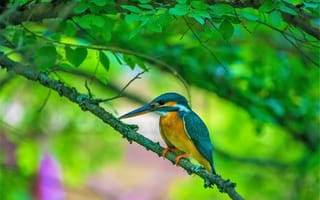 Картинка зимородок, птица на ветке, Kingfisher