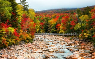 Обои осень, река, мост, лес