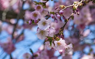 Картинка sakura, ветка, Cherry Blossoms, цветы
