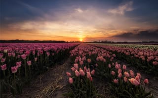 Обои Тюльпаны в Нидерландах, цветы, закат, поле