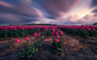 Картинка Тюльпаны в Нидерландах, цветы, поле, закат