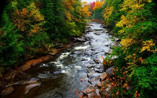 Картинка Государственный парк Блэкуотер-Фоллс, лес, река, осень