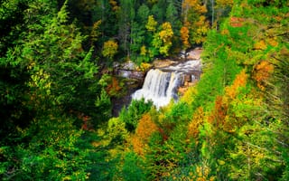 Картинка Государственный парк Блэкуотер, осень, Западная Виргиния, лес
