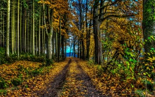 Обои лес, деревья, дорога, осень, пейзаж