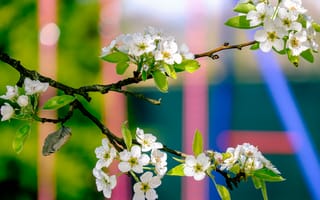 Обои ветка, яблоня, весна, цветы