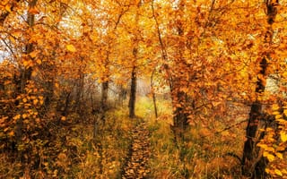 Картинка осень, природа, тропинка, лес, деревья