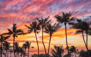 Картинка Hawaii, пальмы, закат, пейзаж