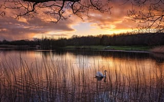 Картинка Oakfield Park, пейзаж, лебедь, Рафо, озеро, графство Донегал, Ирландия, закат