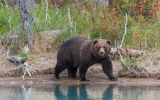 Картинка Lake Clark National Park, Медведь, животное, хищник, Alaska