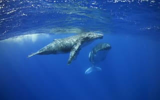 Картинка Теленок горбатого кита с матерью, Морские обитатели, море