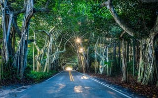 Картинка Флорида, дорога, Тоннель деревьев
