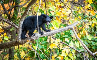 Картинка Smoky Mountains National Park, лес, Грейт Смоки Маунтинс Парк, осень, штат Теннесси, медведь, деревья