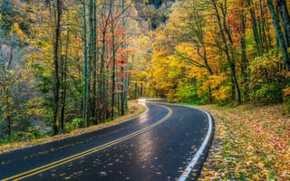 Картинка Smoky Mountains National Park, дорога, деревья, лес, Грейт Смоки Маунтинс Парк, пейзаж, осень, штат Теннесси