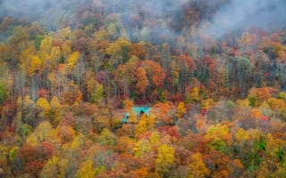 Картинка осень, деревья, лес, домик