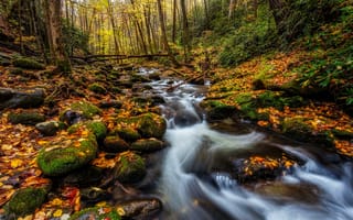 Картинка осень, лес, деревья, водопад