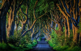 Картинка Северная Ирландия, дорога, аллея, пейзаж, деревья